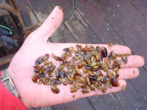 Seeds-of-mussels-photo-UdeC